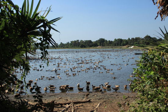 riesige Entenzucht an einem verschlafenen Weiher....