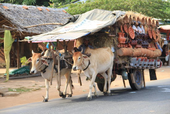 sehr hübsch sortiert, dieser Ochsenkarren...