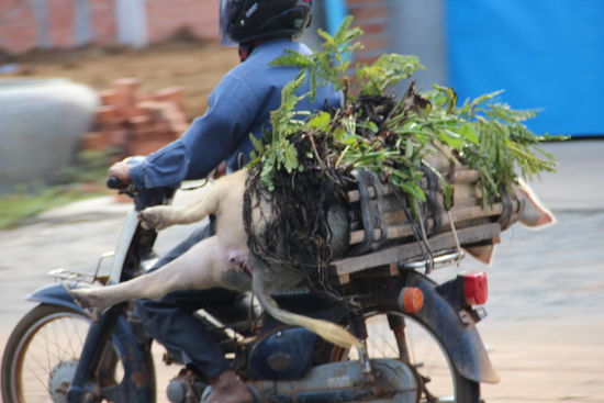 das Schwein wird gleich mit den Kräutern geliefert