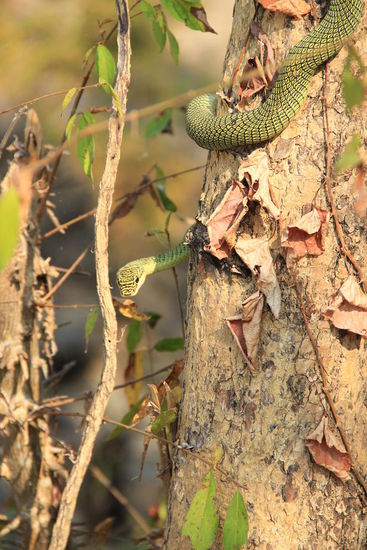 huuuuuu....unser erste  Baumschlange in der Wildnis...