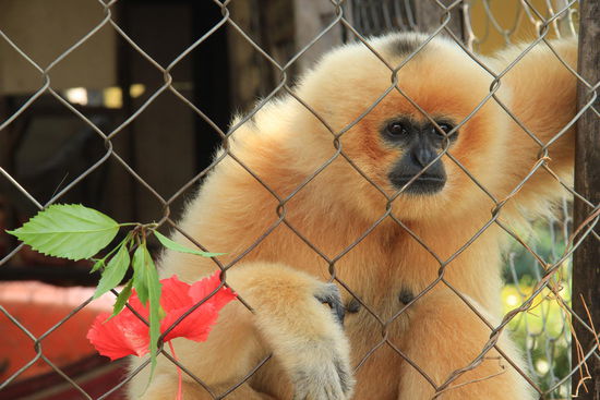 eine traurige Gibbon- Dame, ganz allein und im Käfig....