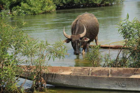 versteckte Wasserbüffel....