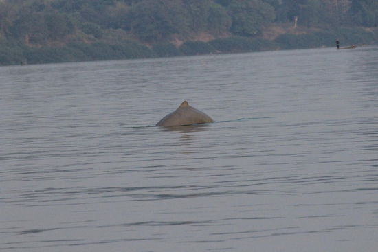 leider nur die Rückenflosse vom Delphin erwischt...