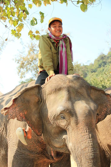 der erste Elefant, den wir in Asien zu sehen bekommen...