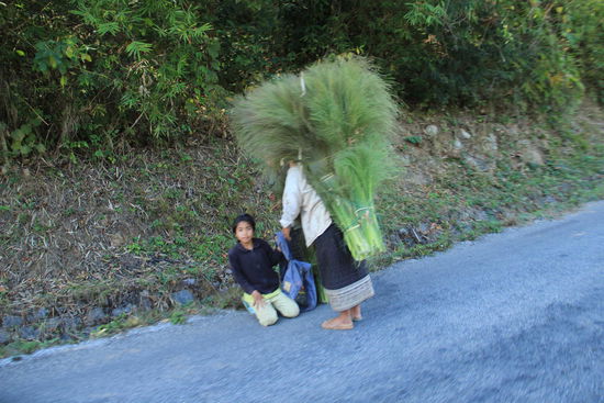 Schilfblüten werden zum Trocknen nach hause transportiert...