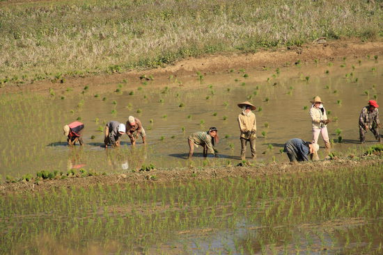 ...und viele fleißige Hände, die die zarten Reispflänzchen setzen