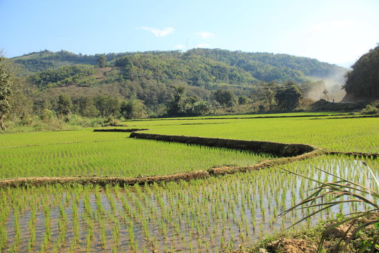 Reisfelder so weit das Auge reicht....