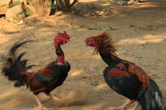Hahnenkämpfe sind sehr beliebt in Asien....