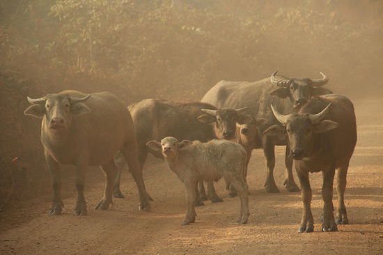 Wasserbüffel kreuzen den Weg...