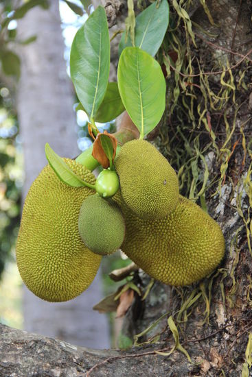 diese Früchte (Jackfrucht) und viele mehr werden wir wohl in Deutschland sehr vermissen