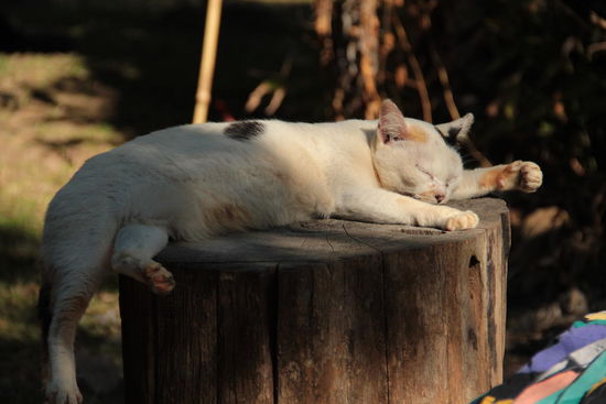 ...eine unendlich friedliche Stimmung empfängt uns in der "Lisu- Lodge