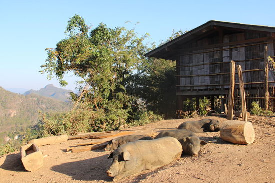 eine "Schweine-Idylle"