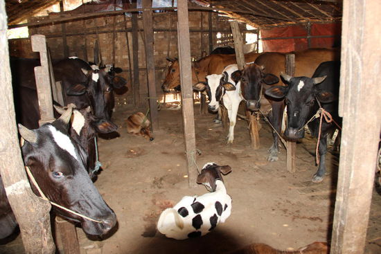 ...ein Stall zum Vorzeigen....