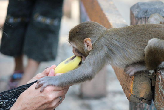 freches Kerlchen.....