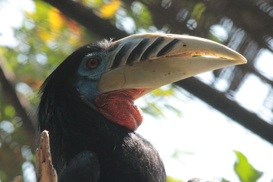 der in Südostasien verbreitete Hornvogel