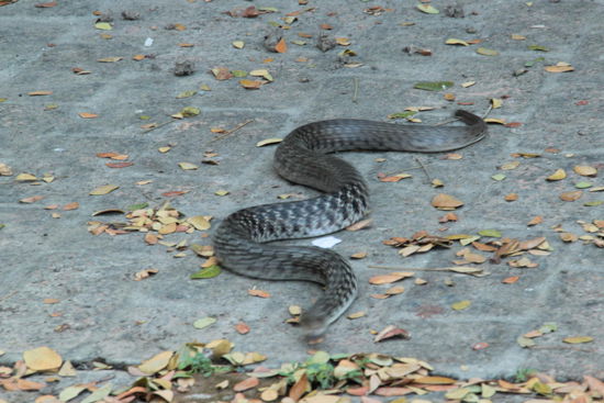 uahh...eine Schlange kreuzt fast unseren Weg....