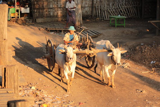 Ochsenkarren ziehen am Fluss entlang