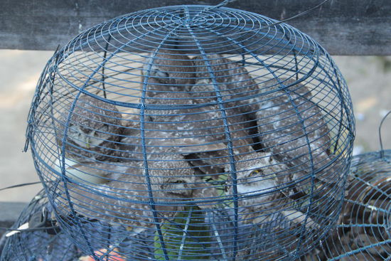 ...kleine Käuz´chen kann man als Glücksbringer frei lassen....oh, das tut sehr weh, kann man das nicht verbieten?