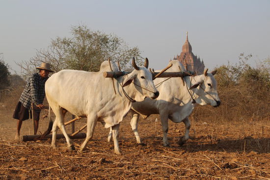 die schwere Feldarbeit mit dem Ochsenkarren wäre für uns unvorstellbar, doch zu den alten Pagoden passte dieses Bild hervorragend...