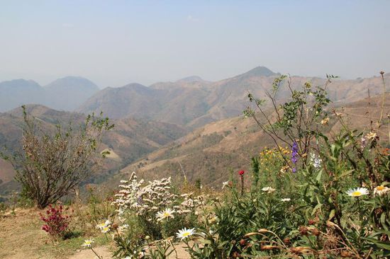 Margariten und andere Bergblumen, wie bei uns daheim...