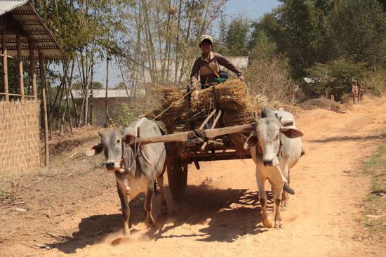 ...der Ochsenkarren in Betrieb...