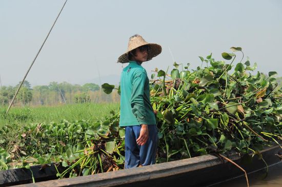 Wasserhyazinten müssen ab und zu aus dem See gerissen werden, sonst verwuchern sie alles...