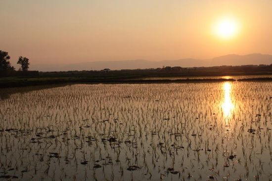 die Abendsonne spiegelt sich in den Reisfeldern am Inle- See