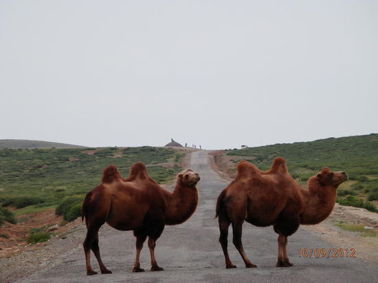 Wir treffen diese hübschen Tiere überall , auch auf der Straße und sie haben keine Eile