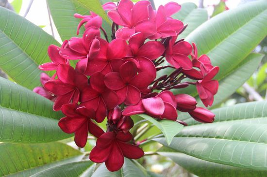 herrliche Blüten im Orchideengarten...