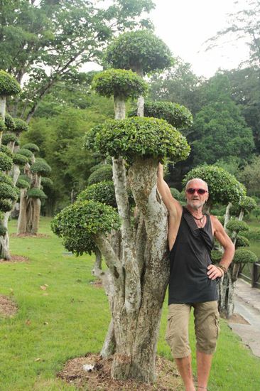 im botanischen Garten- hihi....Bonsai neben Bonsai..