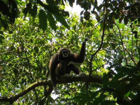 ein Weißhandgibbon....