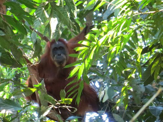 ....oooh wir glauben es fast nicht....eine Orangutan- Frau
