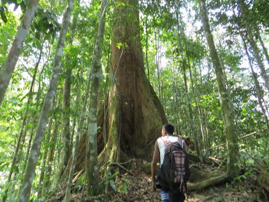 ...Jungle- Trek...
