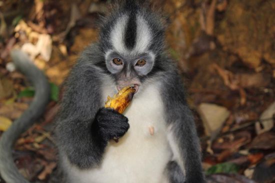 ein "Thomas- Leaf- Monkey, einer kleiner Geselle...