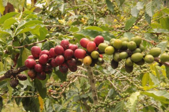 Kaffee gedeiht hier am besten