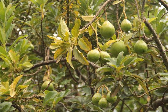 Avocados so weit das Auge reicht...
