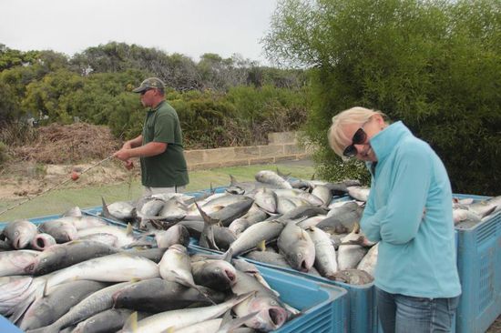 kistenweise australischer Salmon, nicht schlecht.....