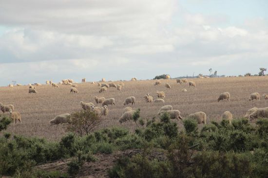 was wäre Australien ohne Schafe???