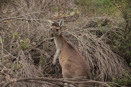 ...nur ein Kängeruhu schaut uns zuhu...