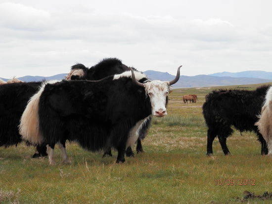 Na diese Yakkuh ist doch wahres Prachtexemplar, oder?