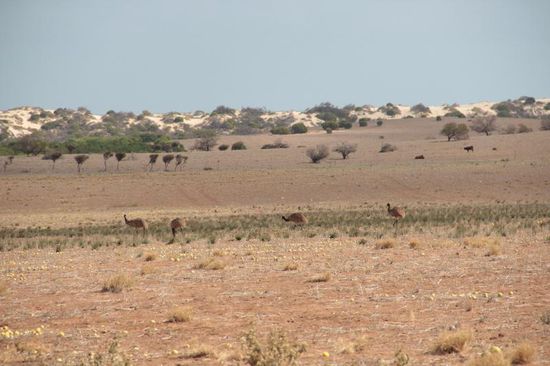 da laufen uns doch glattweg ein paar Emus über den Weg....