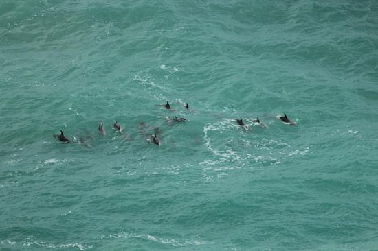 Delphine bei ihren Spiel in den Wellen...