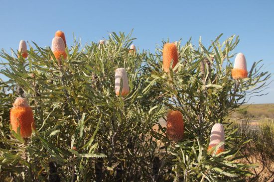 typisch australisch...