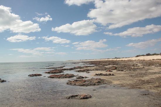 diese Microorganismen am Hamelinpool sehen aus wie Steine