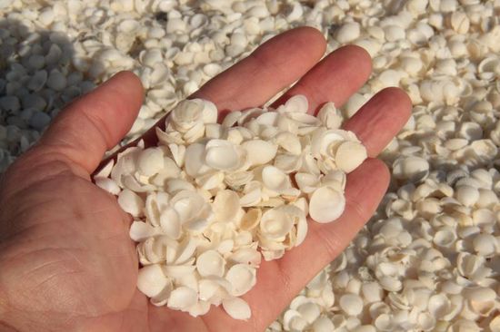 Muscheln, soweit das Auge reicht...