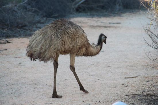 Emuspaziergang