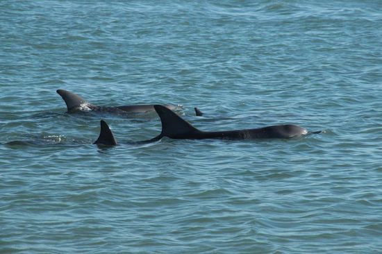 die Delphine von "Monkey Mia"