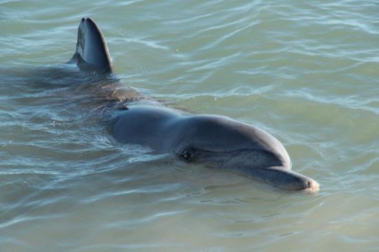 guten Morgen schöne Frau.....hast du einen Fisch für mich???