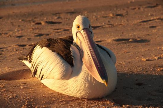 Grüße aus Down Under....