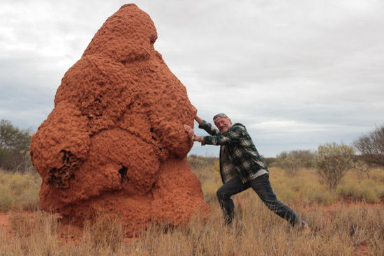 bewundernswert, diese kleinen Termiten, die solche Paläste bauen